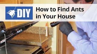 How to Find Ants in Your House - Ant Inspection | DoMyOwn.com