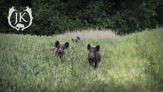 Weizenpirsch auf Sauen in Mecklenburg-Vorpommern 2 - Jagdkrone