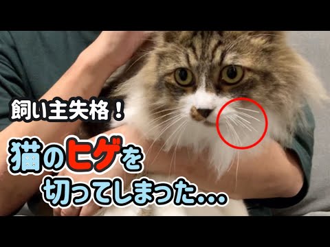 猫のヒゲを切ってもらえますか?