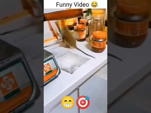 chuha ki fight Billi darshak#shorts#funny#video#viral