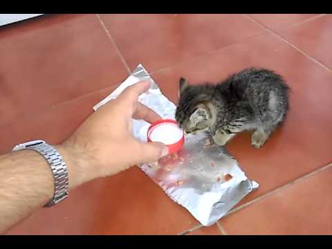 Alimentamos en casa pobre gatito callejero hambriento. Little cat hungry.