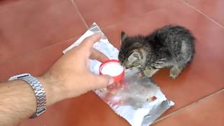 Alimentamos en casa pobre gatito callejero hambriento. Little cat hungry.