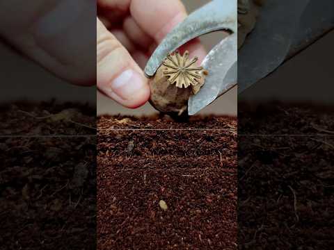 Growing Poppy Plant from Seeds - Soil cross section #greentimelapse #gtl #timelapse