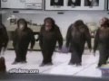 обезьяны танцуют кайфуем 