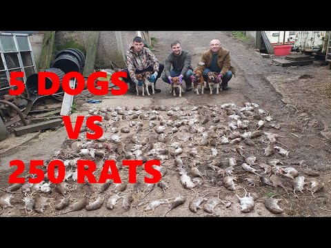 Severn Valley Ratters - Mayhem In The Bales   Episode 7 - 236 Rats Caught Ratting with Terriers