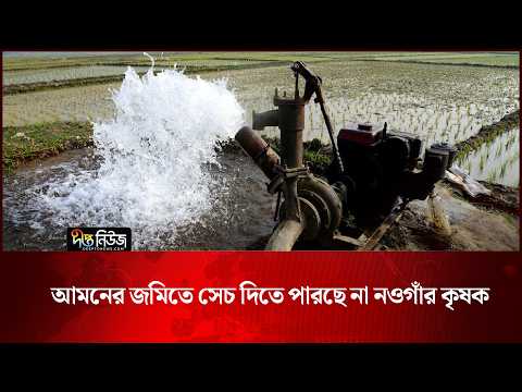 আমনের জমিতে সেচ দিতে পারছে না নওগাঁর কৃষক | Naogaon Farmer | Deepto News
