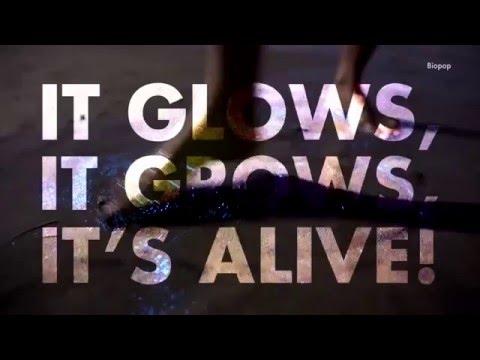 Introducing Dino Pet