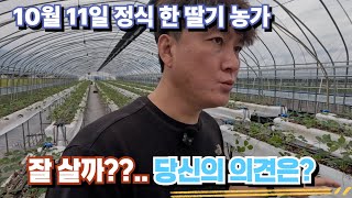 10월에 초중순에 정식 한 딸기가 과연 잘 할 수 있을까?? 당신의 의견은??