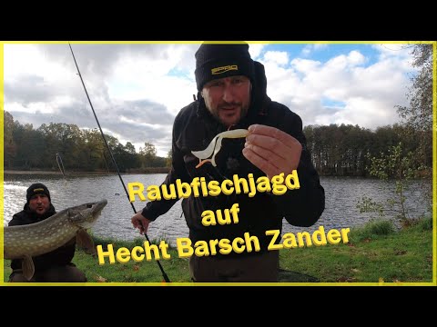 Predator fishing in autumn active from the shore Marco on predatory fish hunt pike perch zander