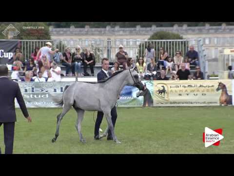 Chantilly 2016 ABCE - CLASS 6B