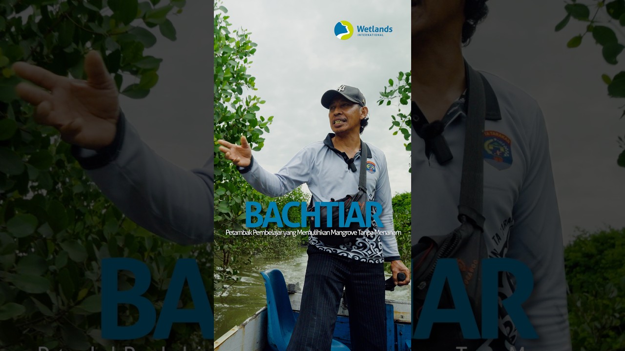 How an aquaculture farmer is restoring mangroves in Indonesia