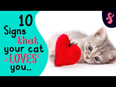 ❤️ 10 Signs That Your Cat Really LOVES You | Furry Feline Facts 😻