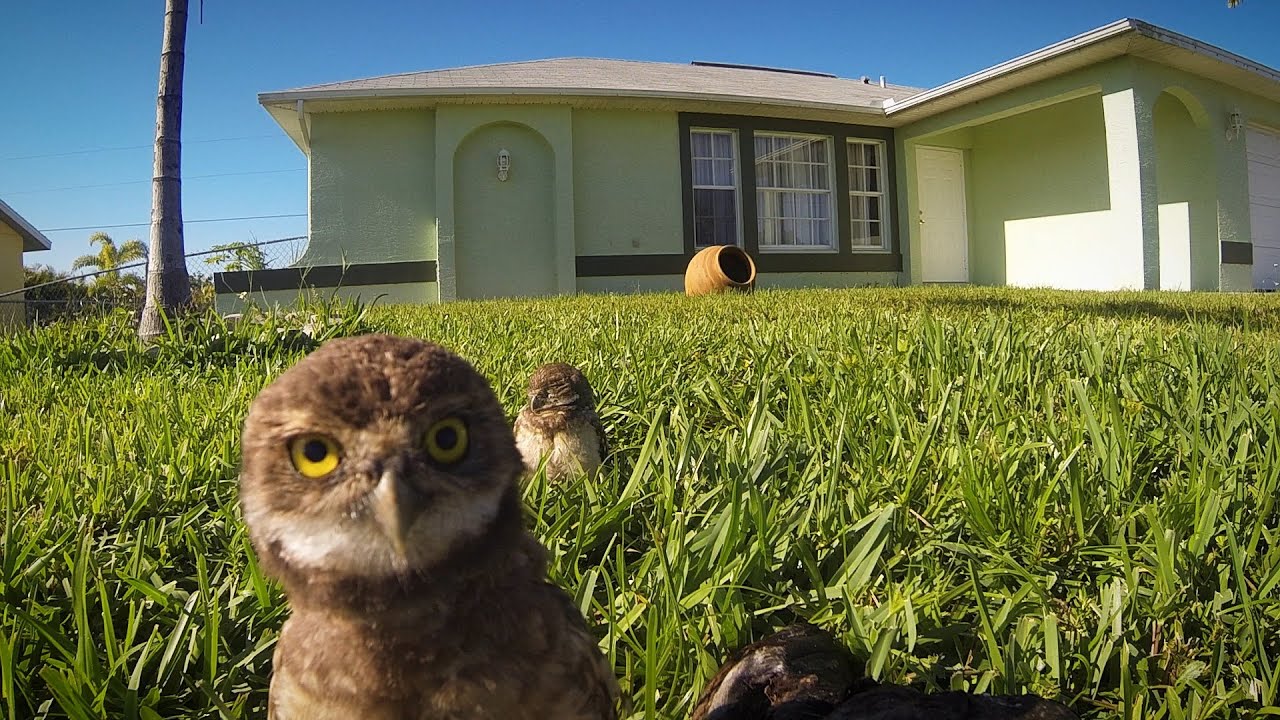 Video Owl DanceOff Focusing on Wildlife