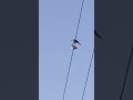 Two birds on a wire but it’s real life 👍