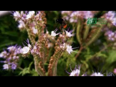 Ein Jahr Minigarten im Blumenkasten