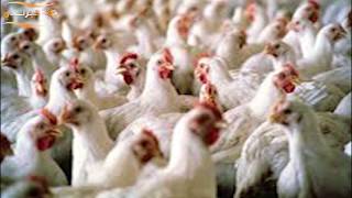 قصة فضيحة الدجاج الفاسد في الأردن