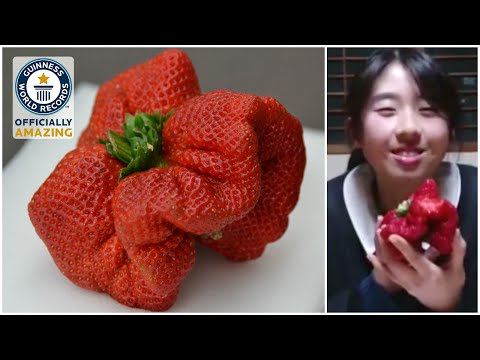 download lagu mp3 mp4 Biggest Strawberry In The World, download lagu Biggest Strawberry In The World gratis, unduh video klip Biggest Strawberry In The World