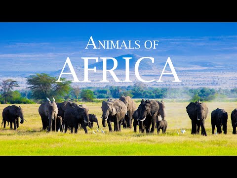 4K African Wildlife: ELEPHANTS - Relaxing Music With Video About African Wildlife (4K ULTRA HD)