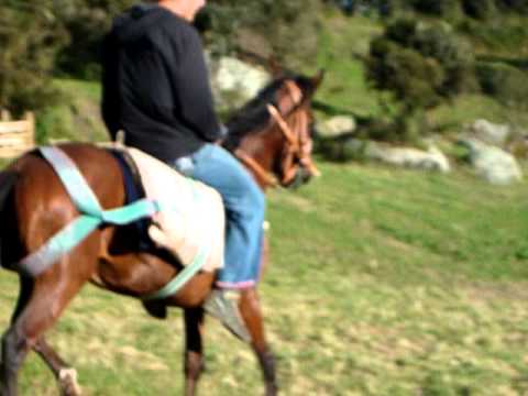 domando al diablo por fabian mm (horse)