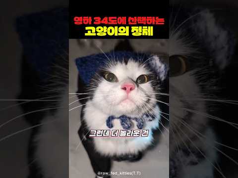 영하 34도에 산책하는 캐나다 냥냥이