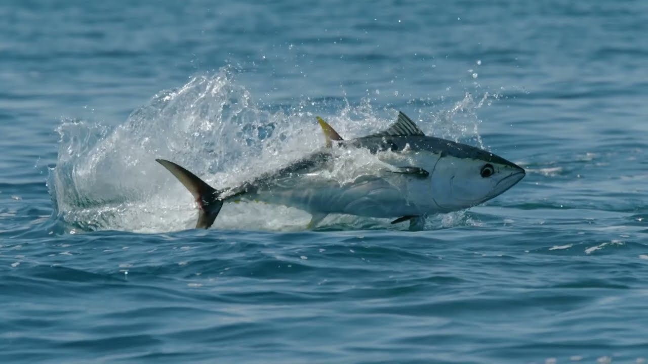 Tuna feasting on anchovies