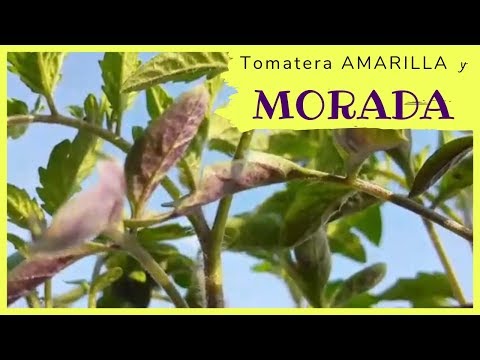 , title : 'Mis tomates tienen las Hojas Moradas y Amarillas// Sanando la Deficiencias de Nutrientes en Tomate'