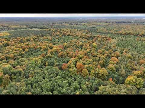 15.10.25 Flug am rodungsbedrohten Langeler Bannwald bei Frankfurt