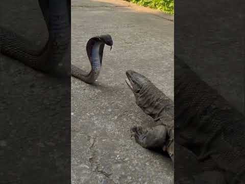 lizard vs snake #snake #kingcobraattack #fighting #lizard