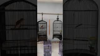 Download lagu Cigun tarung ngebren mp3