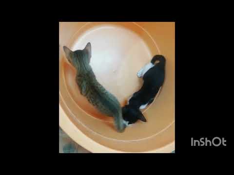 Playing kittens inside the tub.....