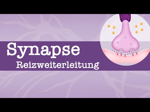 Synapse - Reizweiterleitung/ Erregungsleitung | EPSP/ IPSP | räumliche + zeitliche Summation