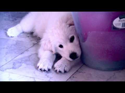 Teething Samriever pup eats the bucket (Samoyed x Golden retriever)