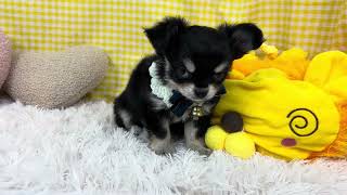 チワワ(ロング)の動画01