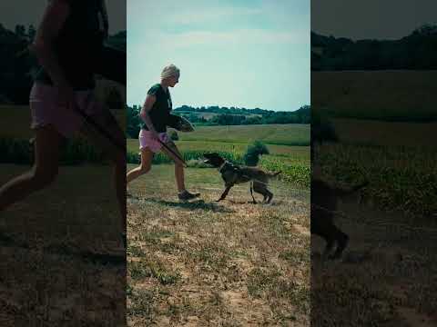 Belgian Malinois puppy for sale