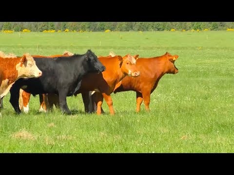 Jornada ¨Herramientas para potenciar la ganadería sobre campo natural¨- La Cardilla