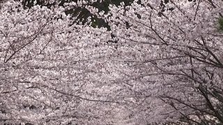 preview picture of video '京都・山科 桜の頃 大石神社 Ōishi-jinja Shrine with cherry blossoms, Kyoto(2013-04)'