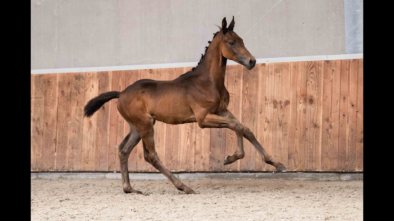 Winando (LANTANAS x CHARMEUR) video 1