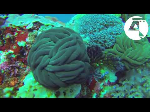 Modulations Podcast - MOD 39 - Trichome (Live Set)