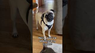 The head tilt always does it!😂😂#dog #pug #shortvideo #puppy #shorts