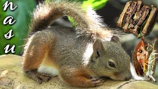 那須の自然と動物パワーで心を癒したいっすよ