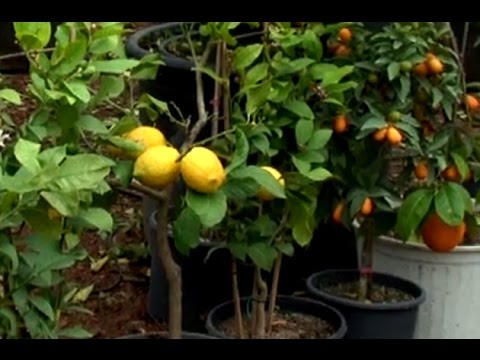 , title : 'Hobi Bahçecilik: Saksıda Limon, Portakal, Mandalin Yetiştiriciliği'