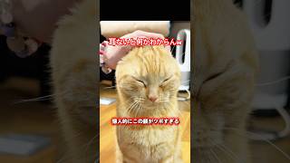 it's a cat.猫だらけ。気持ちいいツボはどこ？#cat #ねこのいる生活 #茶トラ#多頭飼い