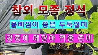 [텃밭농부 1,449]  참외 모종 정식하고 보호하는 방법 #참외재배
