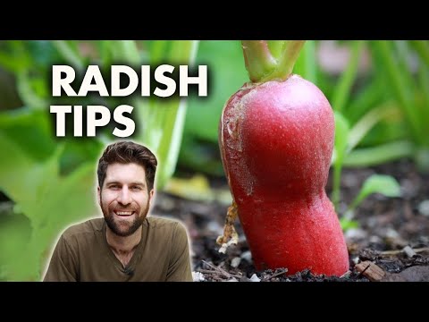 How to Grow Radishes from Seed to Harvest!