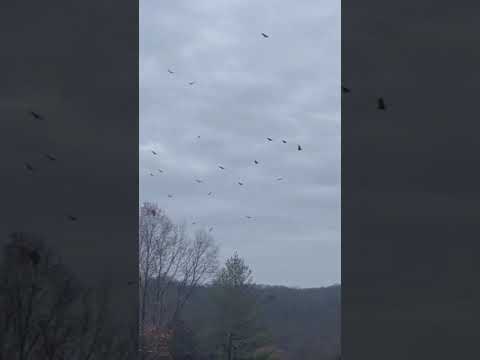 Victory Vultures Celebrate, All of Creation Groans!