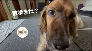 【犬の日常Vlog】#5 三三七拍子で散歩の催促をする愛犬オスカ。