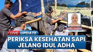 Jelang Idul Adha, Sampel Darah Ratusan Sapi Tarakan Diperiksa demi Antisipasi Penyakit