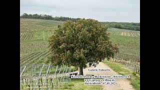 Galerie Fotoserie Kastanienbaum Hackenheim Rheinhessen 