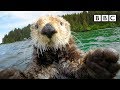 Cute otters intimately filmed by spy camera | Spy in the Wild - BBC