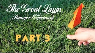 The Great Lawn Shampoo Experiment - Part 3